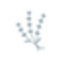 The Essential Oil Shop